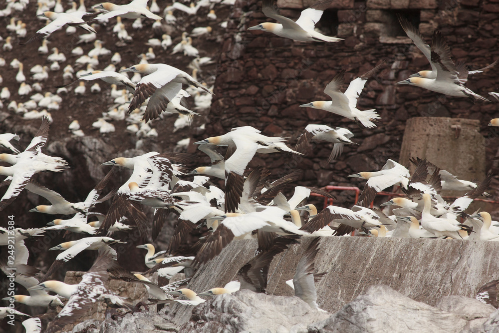 gannet bird bass rock farne island north sea gannet bird bass rock farne island north sea