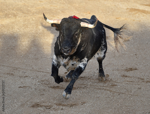 angry bull in spain