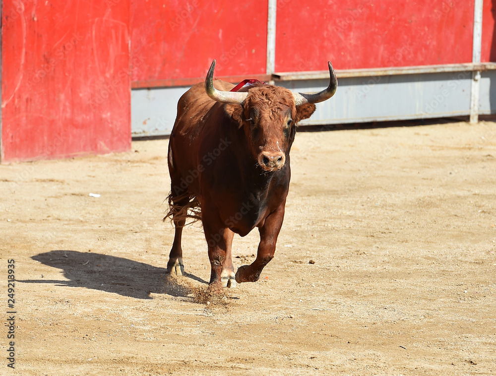 toro español toro español