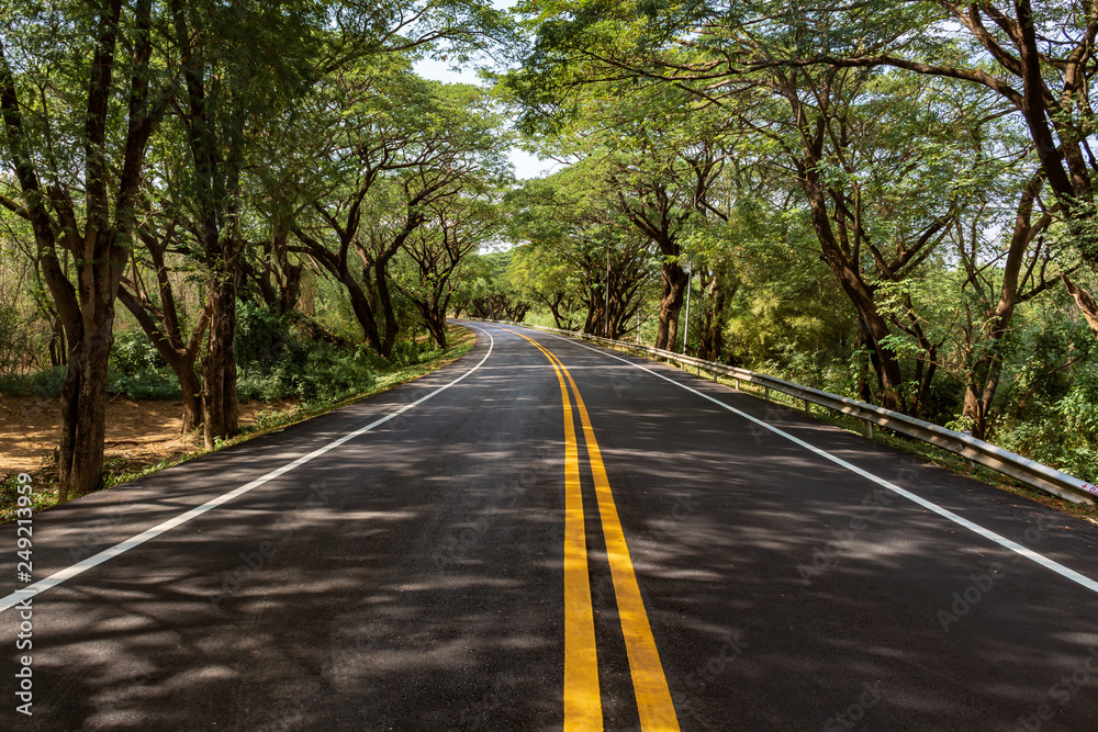 Fototapeta premium Tunnel tree.
