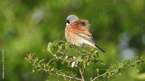 Neuntöter (Laius collurio) Rotrückenwürger, Männchen photo