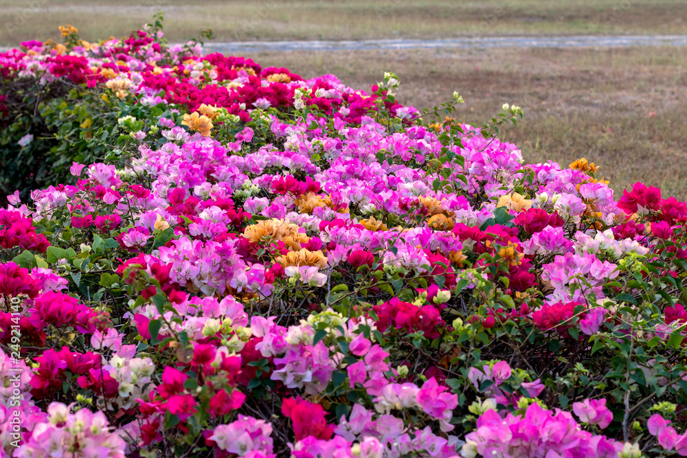 Colorful bougainvillea flowers.