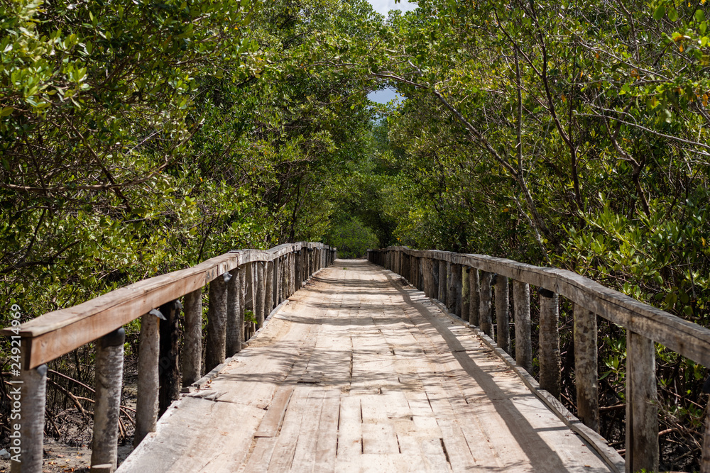 nature bridge nature bridge