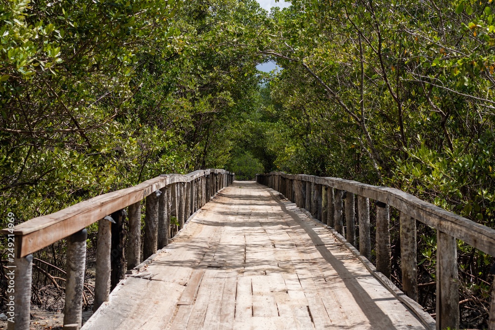 nature bridge