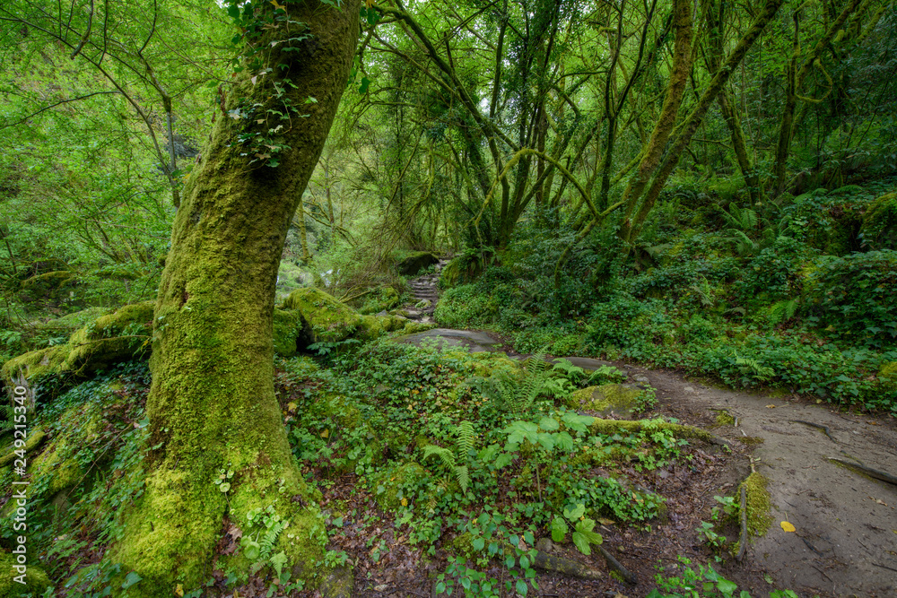 path in the forest