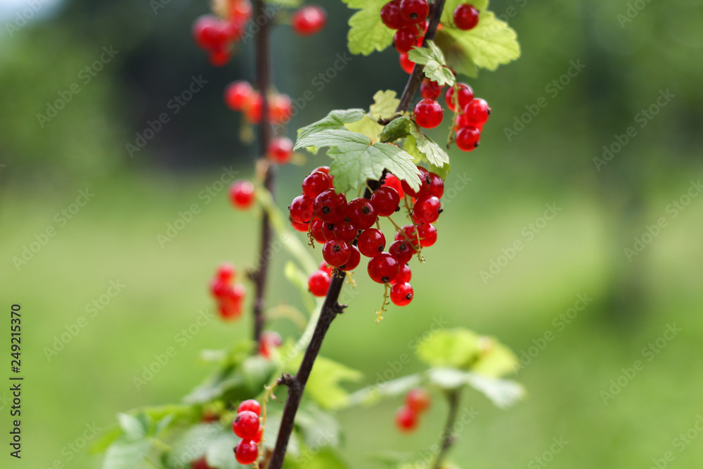 red currants