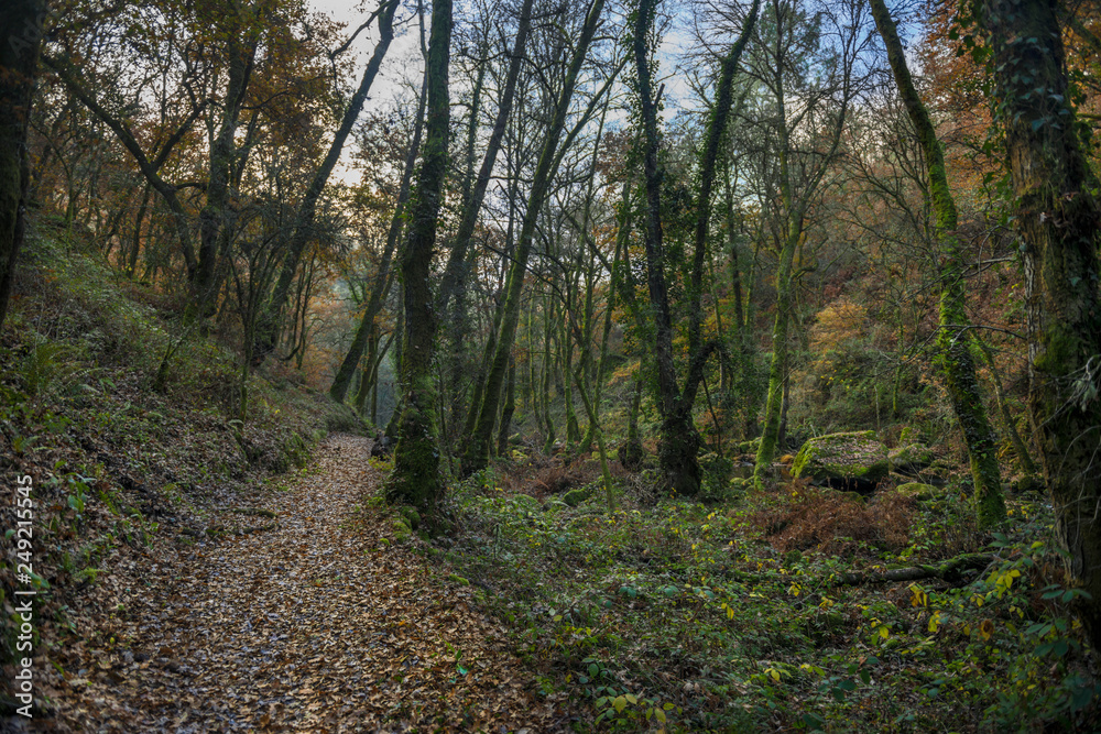 path in the forest