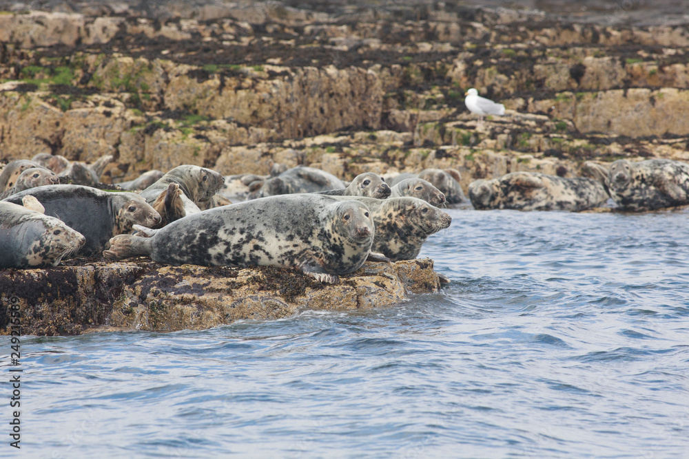 Seal nort sea farne island cliff Seal nort sea farne island cliff