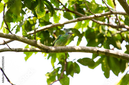 Green bird on a branch © Leonardo Araújo