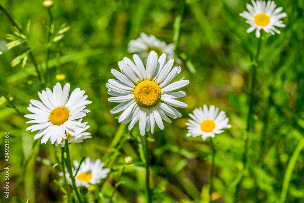 Fototapeta premium Daisies in a meadow