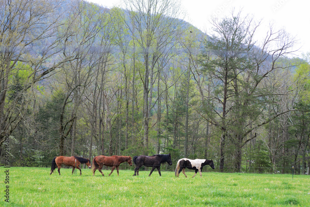 Horses of Cades Cove trotting along a fence line.