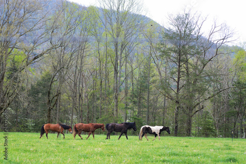 Horses of Cades Cove trotting along a fence line. © bettys4240