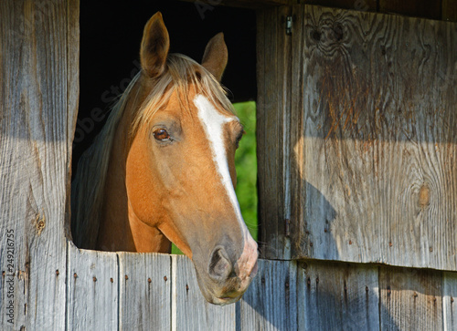 A riding horse sticks his head out of a barn window.