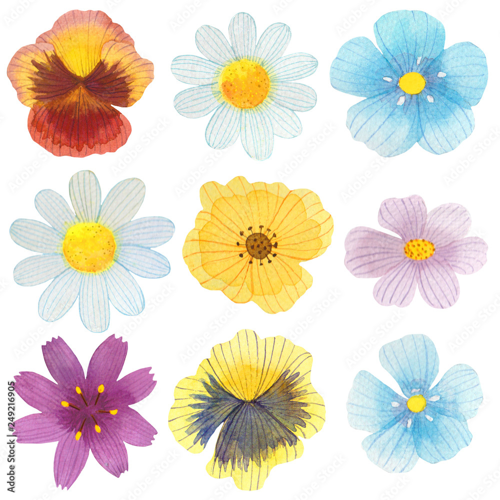 Set of watercolor various bright wild flowers