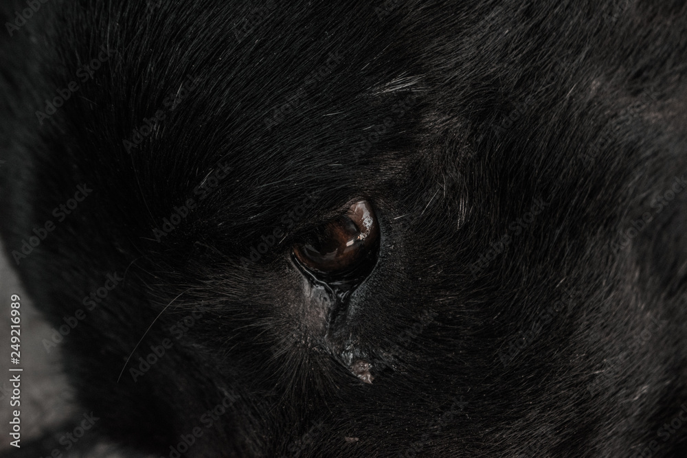OJOS DE PERRO OJOS DE PERRO