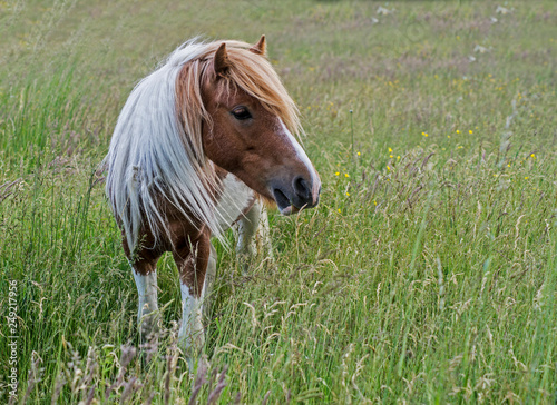 Palomino Shetland Horse on Grayson Highlands.