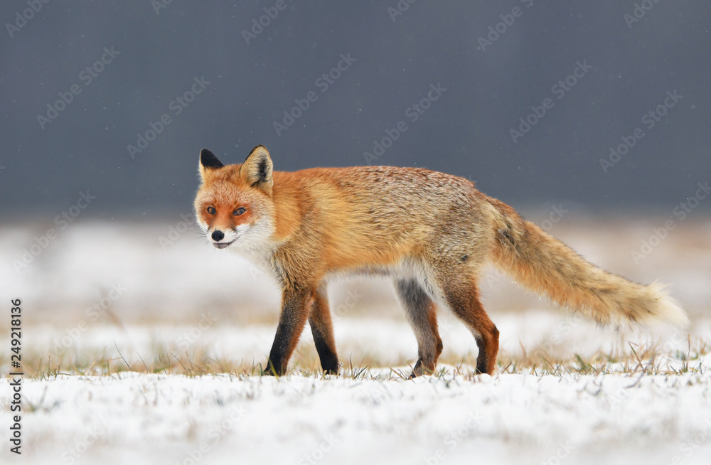 Fox (Vulpes vulpes) Fox (Vulpes vulpes)