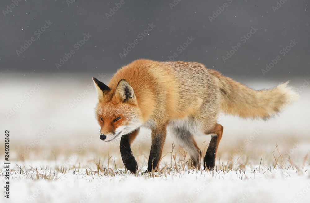 Obraz premium Fox (Vulpes vulpes)