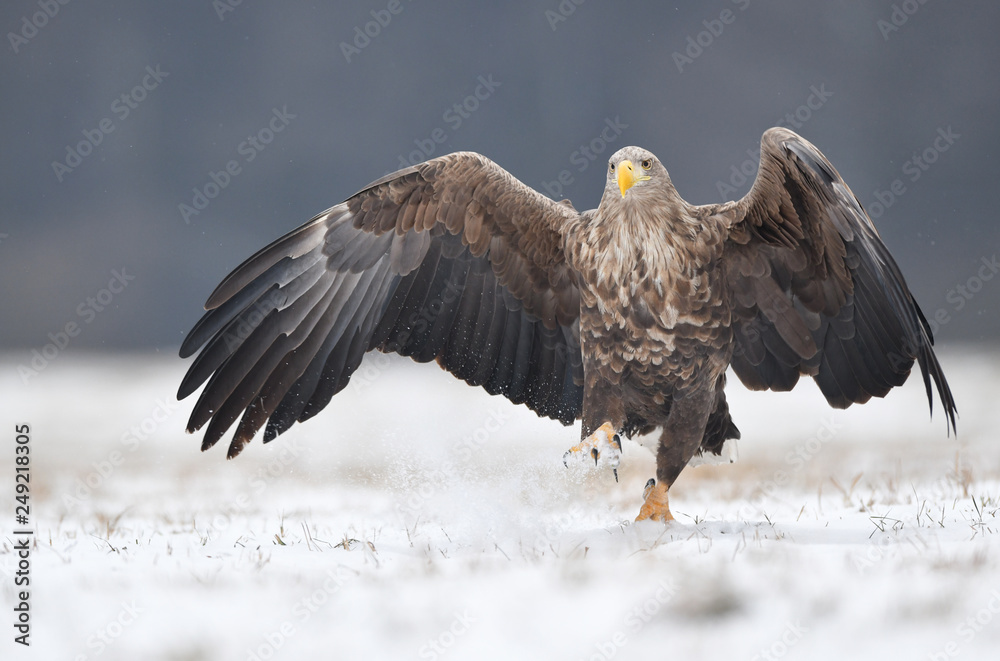 Fototapeta premium White tailed eagle (Haliaeetus albicilla)