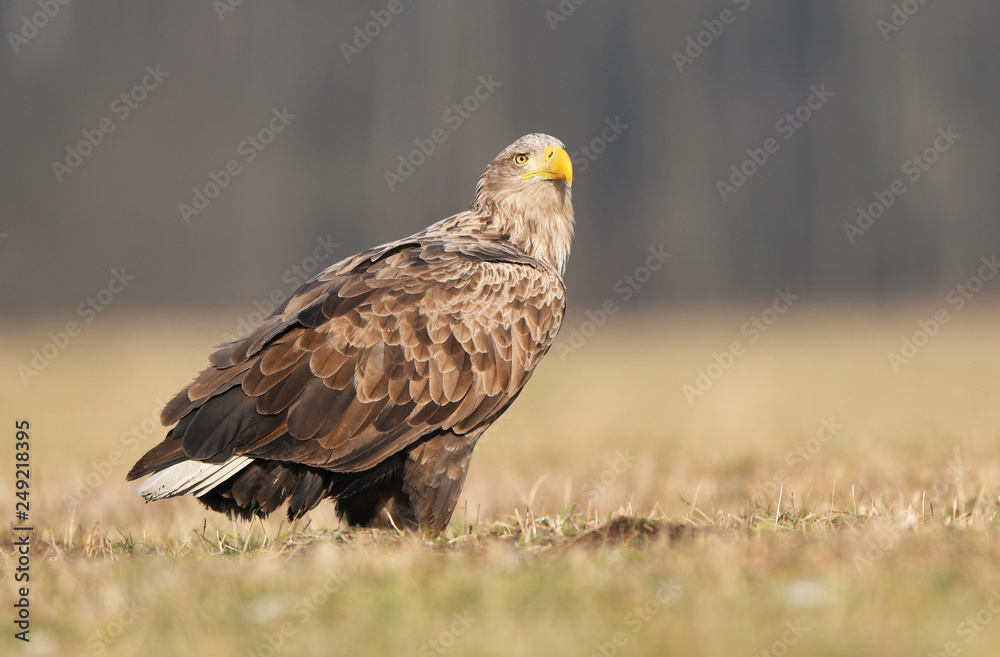 White tailed eagle (Haliaeetus albicilla) White tailed eagle (Haliaeetus albicilla)