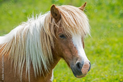 Close up of Single Palomino horse  on Grayson Highlands.