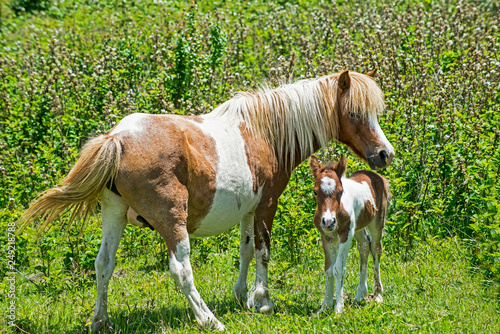 Mother and baby Shetland Ponyies of Grayson Highlands. © bettys4240