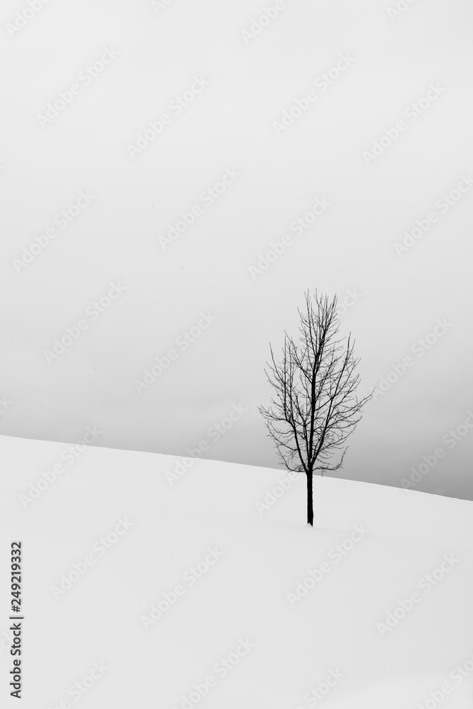 Fototapeta premium tree in winter
