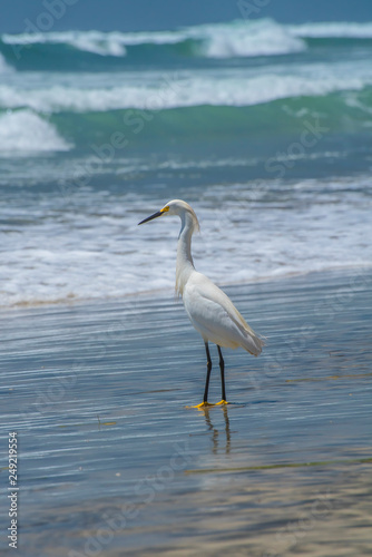 great white egret on the beach