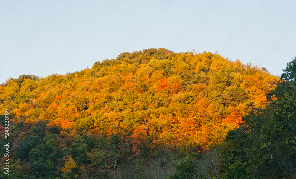 Deciduous trees changing colour in fall along the Blue Ridge Parkway, Virginia, USA