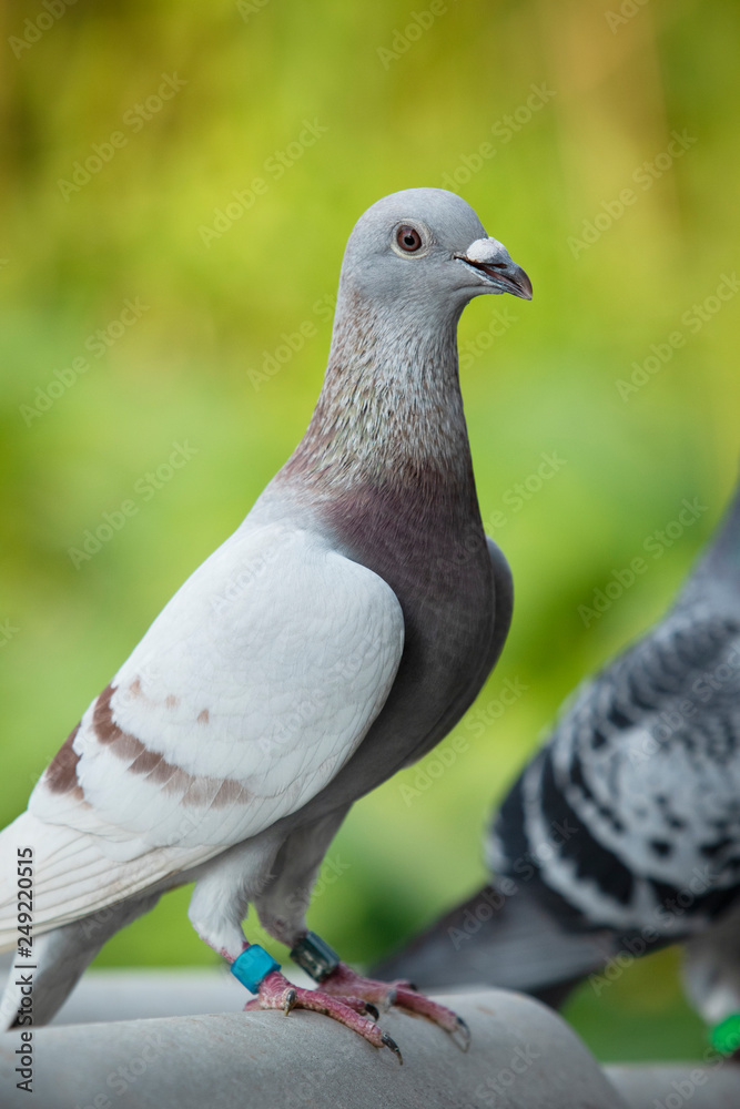 Obraz premium close up detail of rec choco feather color of speed racing pigeon