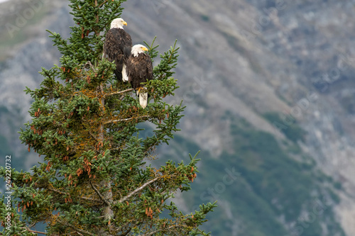 Bald eagles (Haliaeetus leucocephalus) in spruce tree;  Alaska