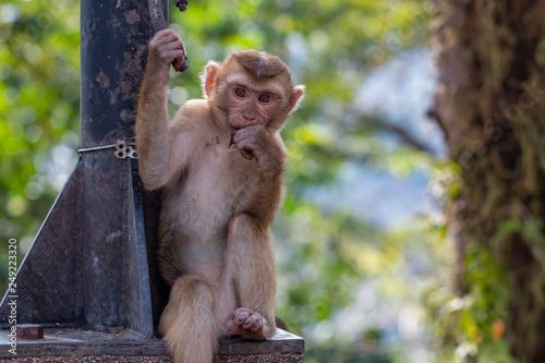 young pensive monkey sitting on a stone wall at a viewpoint in Thailand