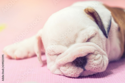 English bulldog lying on color background. Close-up photo.white puppy sleeping . © anon