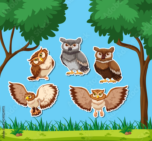 Set of owl sticker