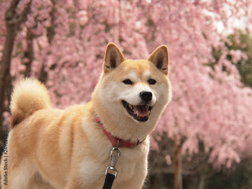 桜の季節の柴犬