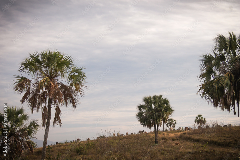 palm trees on beach palm trees on beach