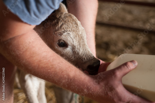 Feeding a bucket calf © Judd
