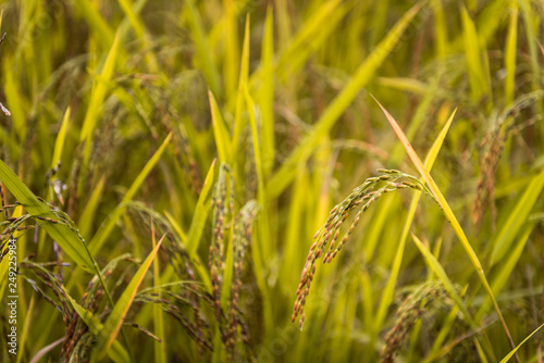 Close up of jusmin rice field