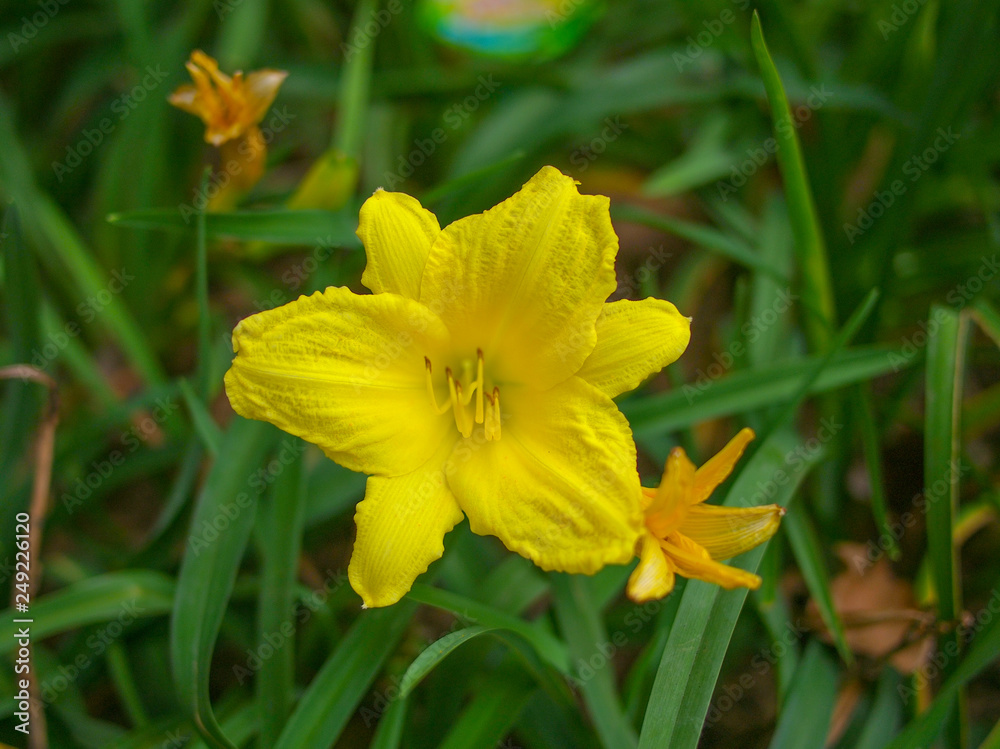 close up Daylily Lemon flower with leaves
