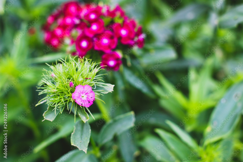 Fototapeta premium Beautiful flowers in Vietnam