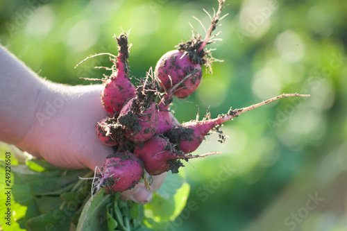 Radishes being picked
