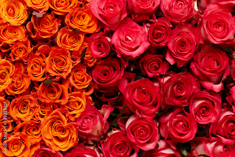 red roses background red roses background
