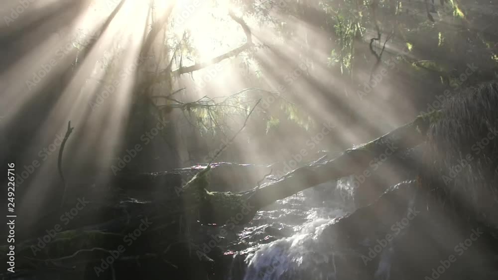 custom made wallpaper toronto digital湧水が流れる森