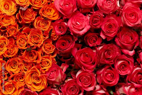 red roses background #249226701