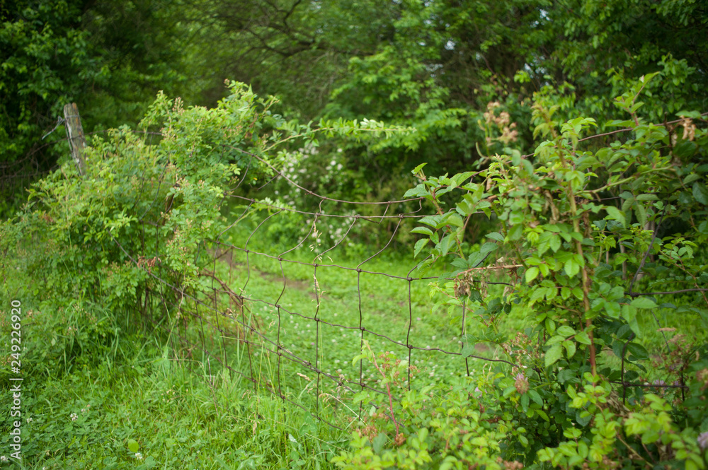 Obraz premium Overgrown Fence in Pasture