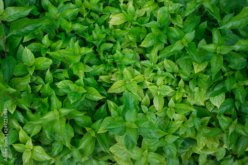 background of green leaves