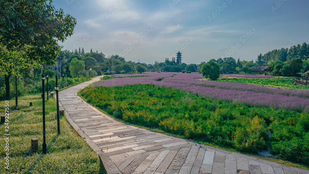 Trees and lavender field near the old town of Wuzhen, Zhejiang, China
