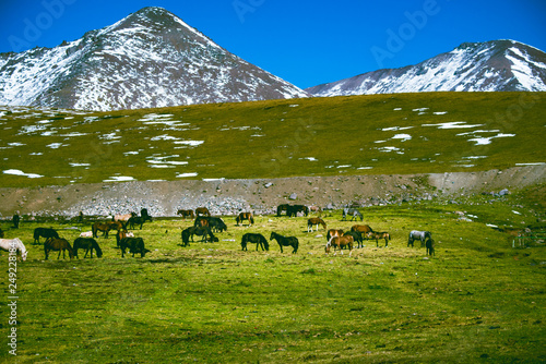 herd of horses grazing in meadow