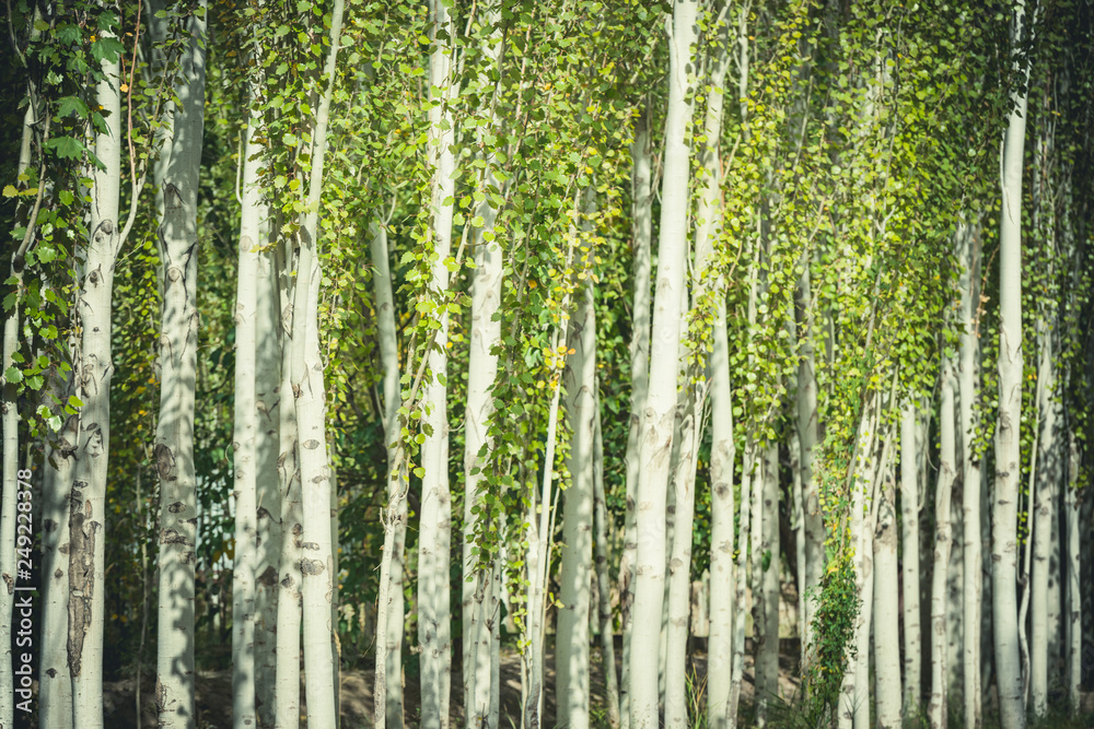 Fototapeta premium trees in the forest