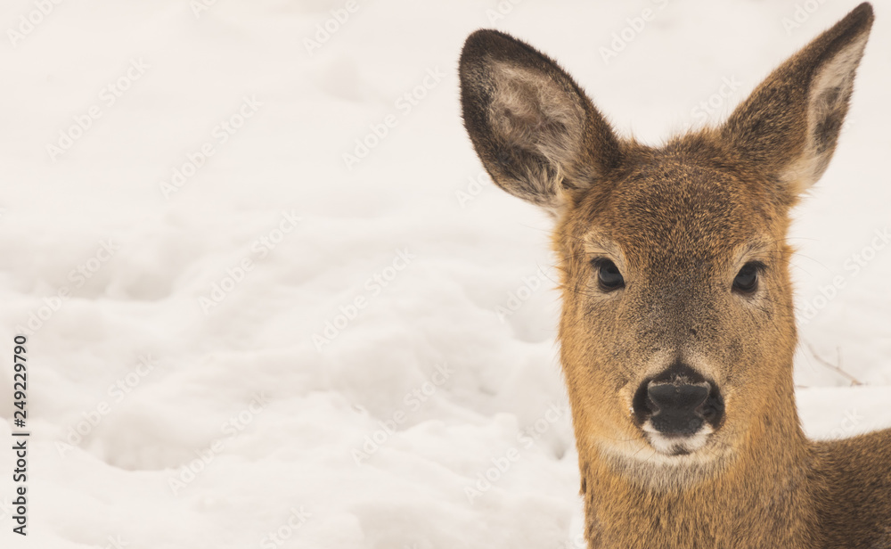 Whitetail Deer Whitetail Deer